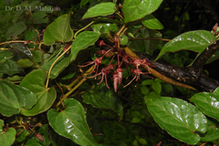 Seshagiria sahyadrica